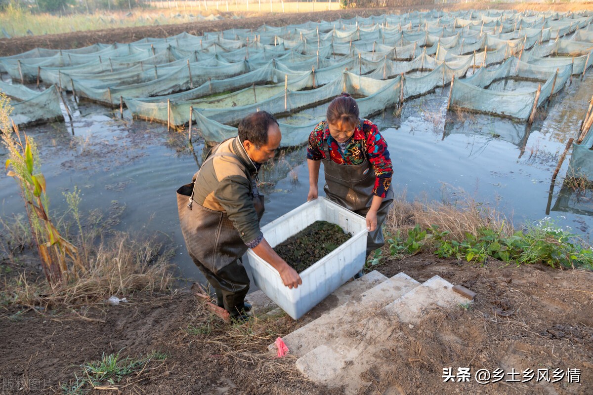 水蛭的養殖方法和技術 水蛭飼養教程和註意事項