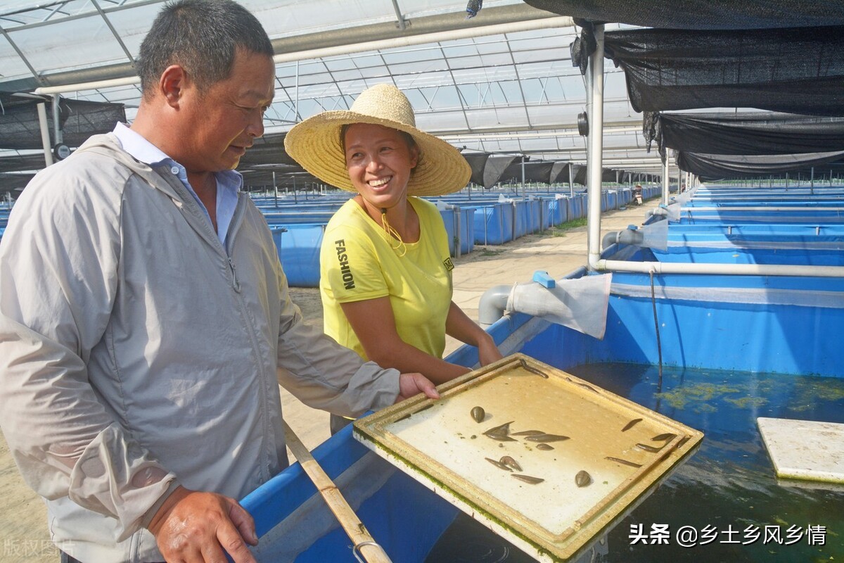 水蛭的養殖方法和技術 水蛭飼養教程和註意事項