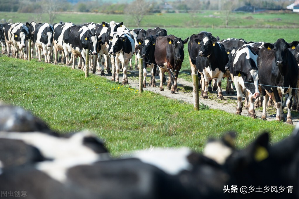 奶牛為什麼會一直產奶 奶牛一年四季每天能產奶的原因