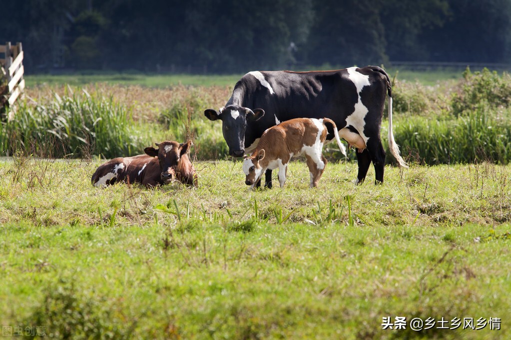 奶牛為什麼會一直產奶 奶牛一年四季每天能產奶的原因