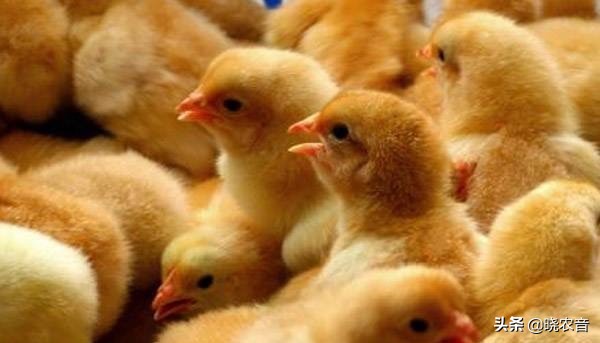 小雞吃什麼食物 剛出殼小雞怎麼喂養成活率最高