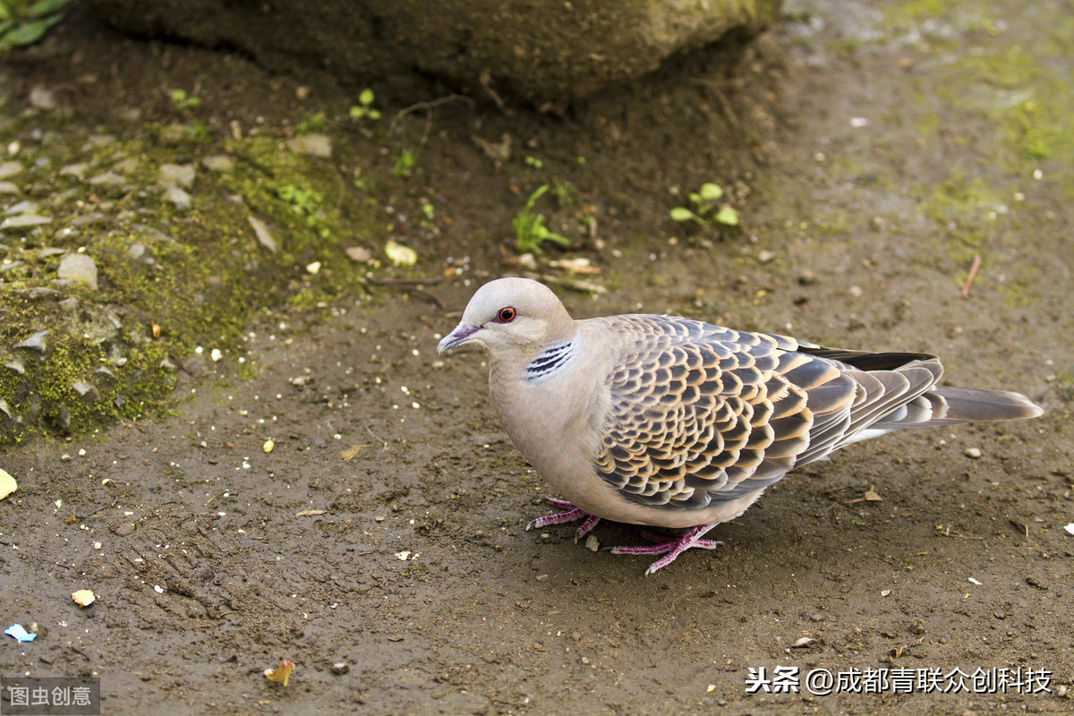 斑鳩幼鳥怎麼喂養 人工喂養小斑鳩要不要喂水