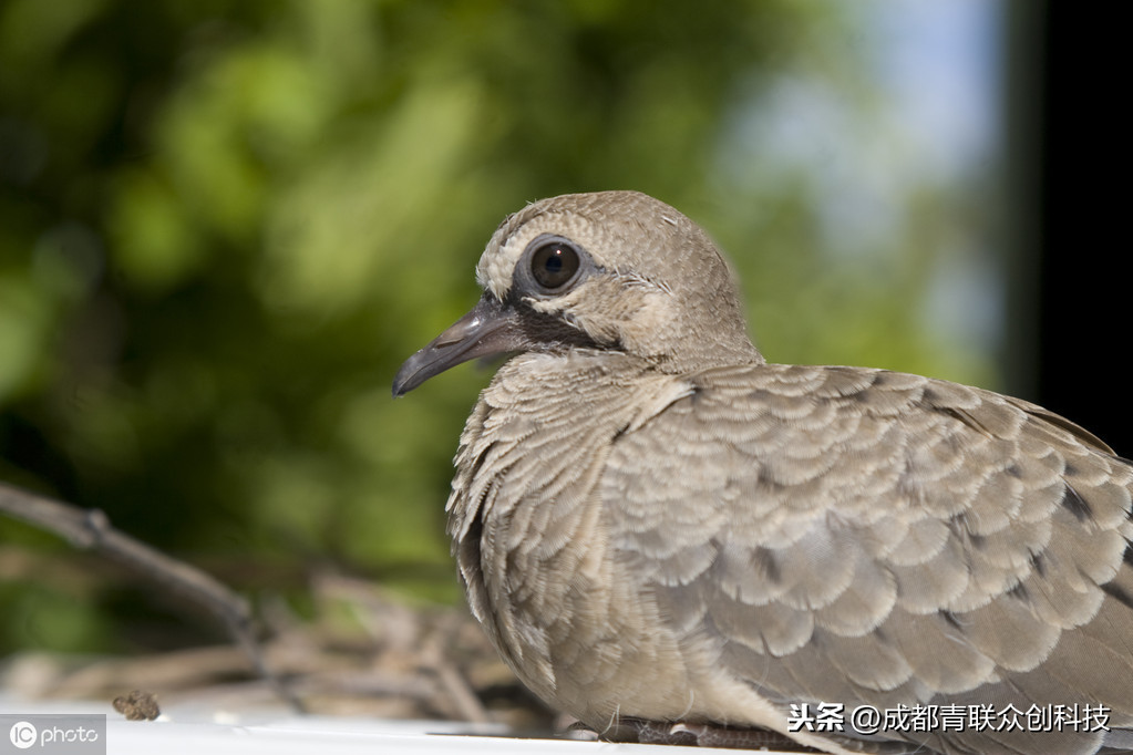 斑鳩幼鳥怎麼喂養 人工喂養小斑鳩要不要喂水