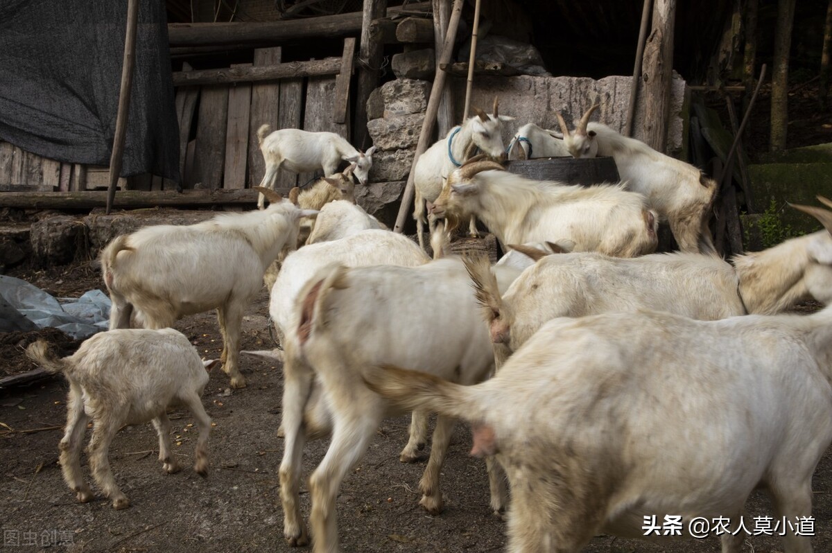 適合窮人沒本錢的養殖 成本低利潤大風險小的養殖項目