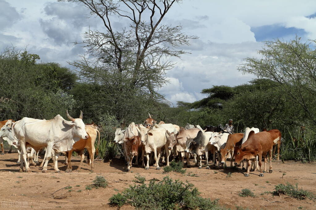 牛的壽命最長多少年 最長壽的黃牛可以活多久