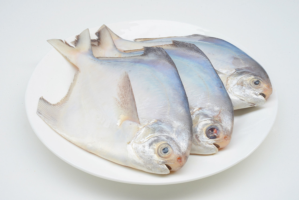 金鯧魚和鯧魚的區別 金鯧魚和鯧魚哪個品種好