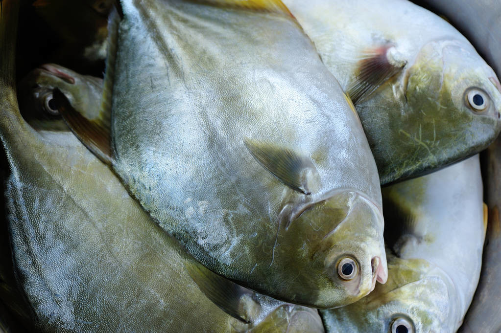 金鯧魚和鯧魚的區別 金鯧魚和鯧魚哪個品種好