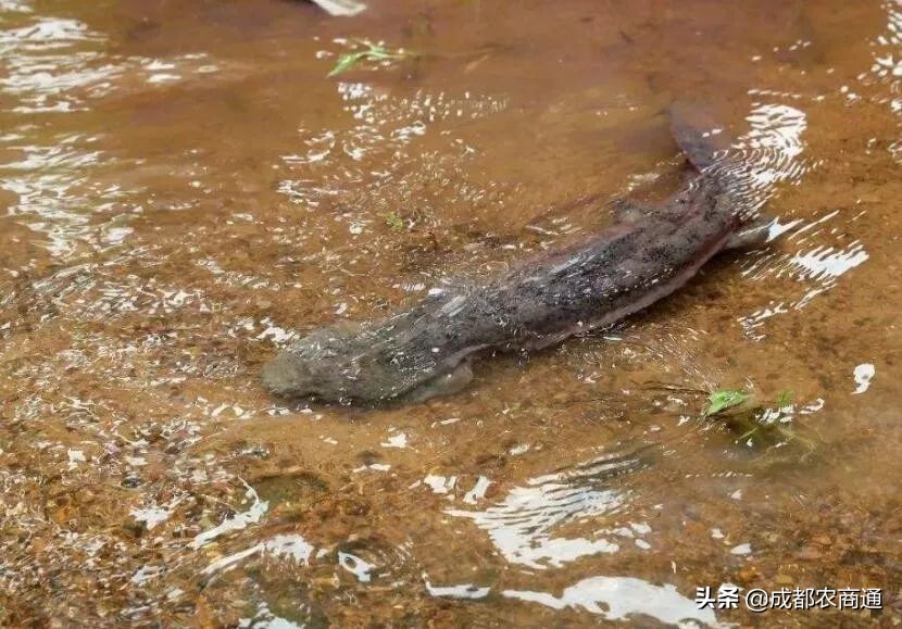 娃娃魚能吃嗎合法嗎 人工養殖的娃娃魚能不能吃