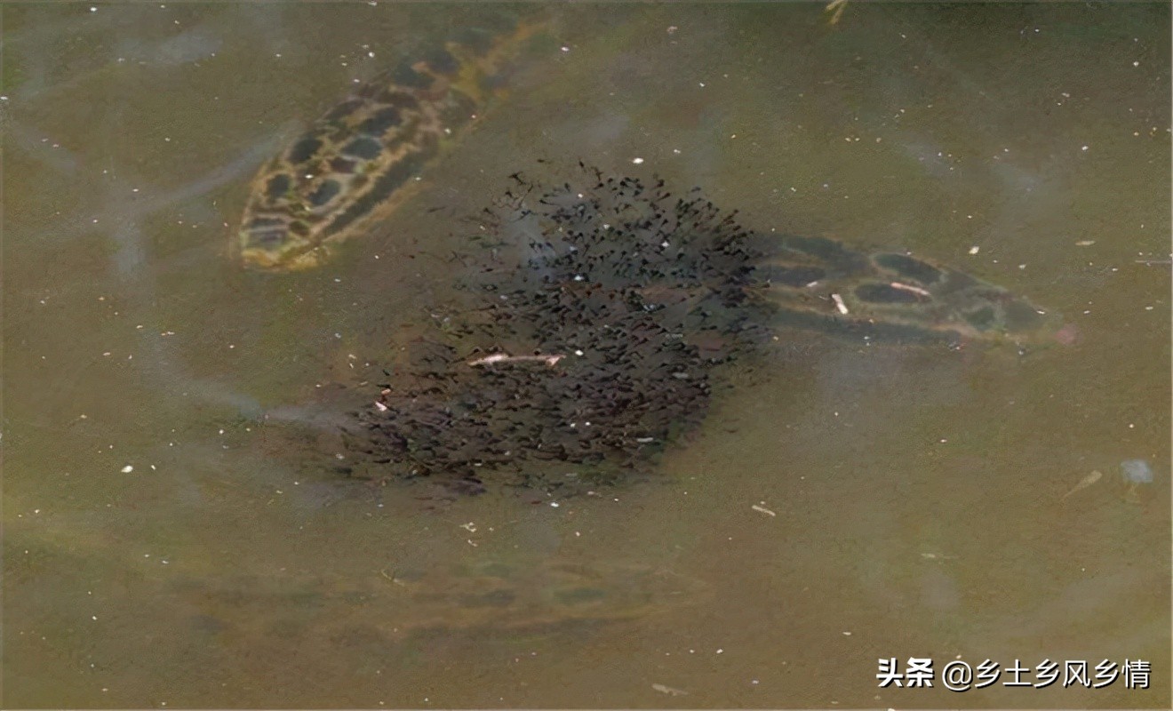 野生黑魚吃什麼食物為主 傢養黑魚吃什麼飼料最佳