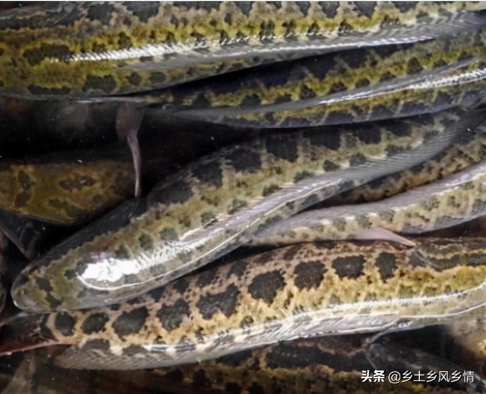 野生黑魚吃什麼食物為主 傢養黑魚吃什麼飼料最佳