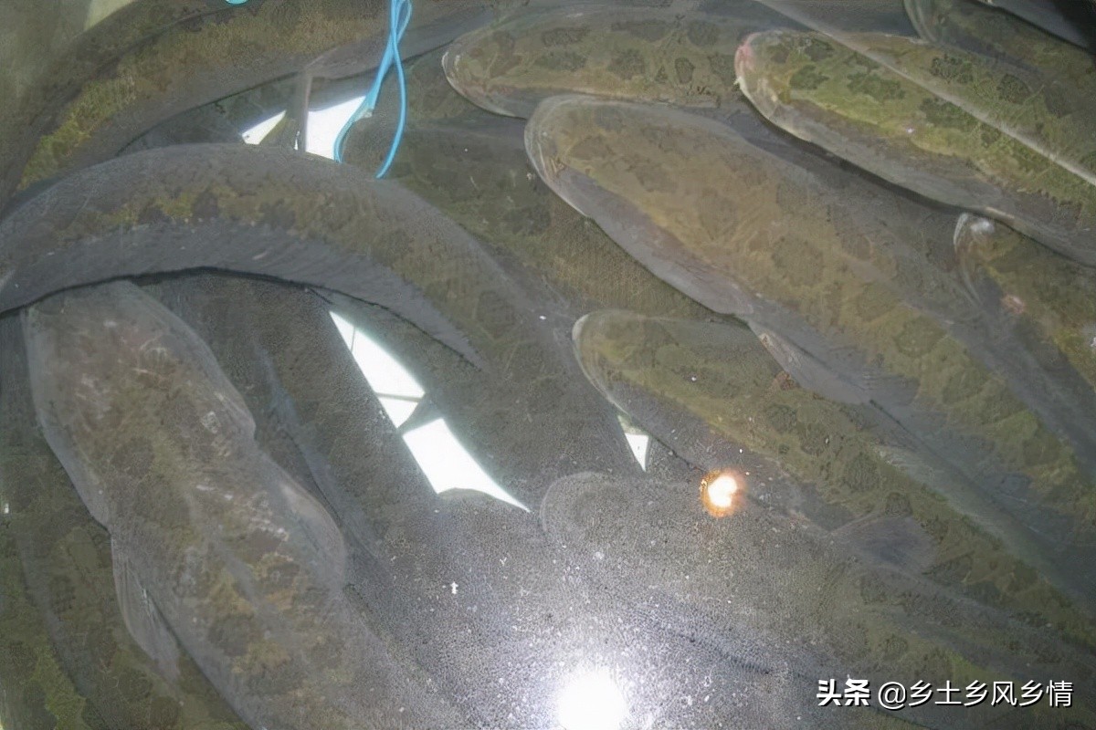 野生黑魚吃什麼食物為主 傢養黑魚吃什麼飼料最佳