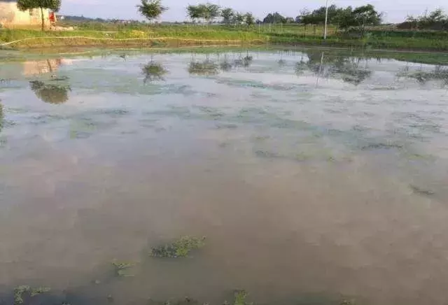 魚塘水渾濁怎麼變清 傢養魚塘水渾濁瞭怎麼處理