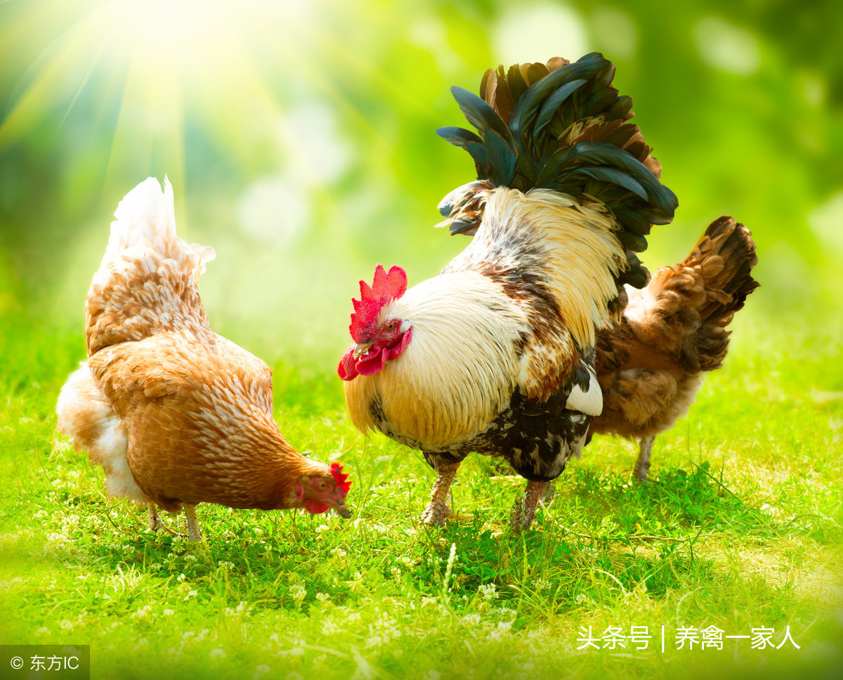 散養雞2000隻一年利潤多少 2023年養2千隻雞成本
