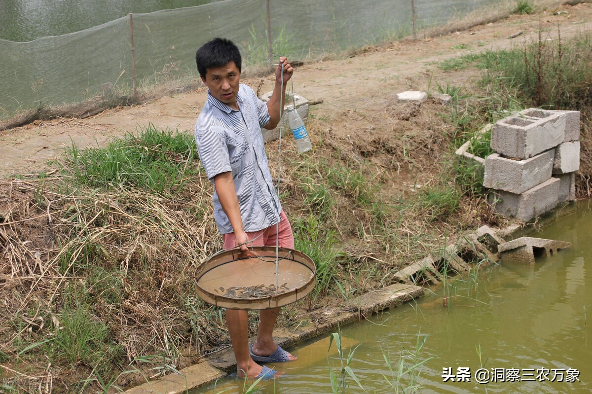 泥鰍吃什麼飼料最好 野生泥鰍養殖喂什麼東西