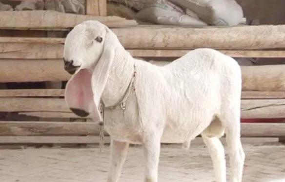 刀郎羊為什麼那麼值錢 正宗刀郎羊是什麼樣的