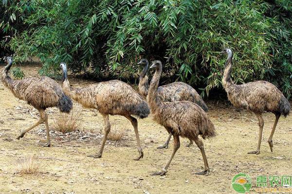 鴯鶓和鴕鳥的區別 鴯鶓和鴕鳥哪個養殖效益好