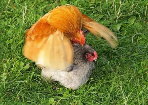 公雞和母雞是怎麼受精的 公雞跟母雞怎麼生小雞