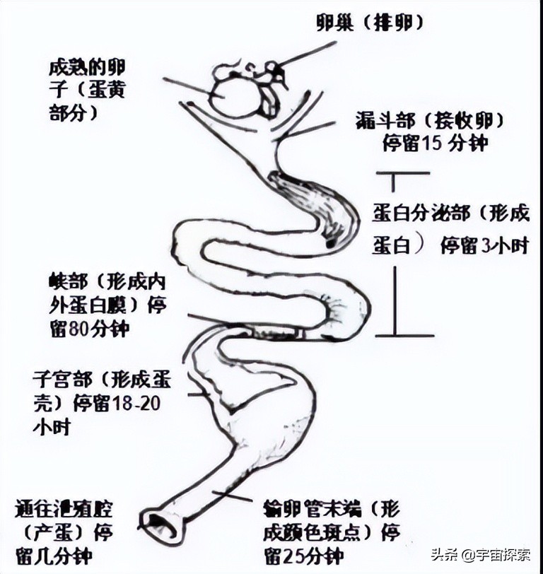 母雞下蛋需要公雞的配合嗎 母雞下蛋跟公雞有關系嗎