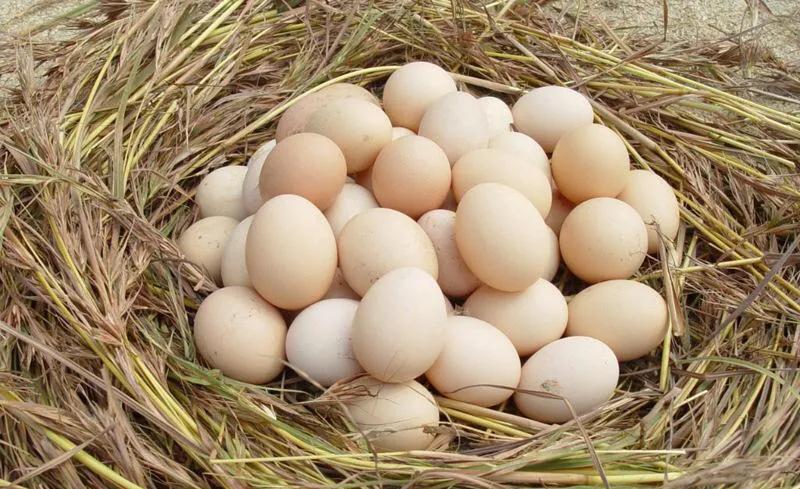 草雞蛋和土雞蛋的區別 草雞蛋和土雞蛋哪個更好吃
