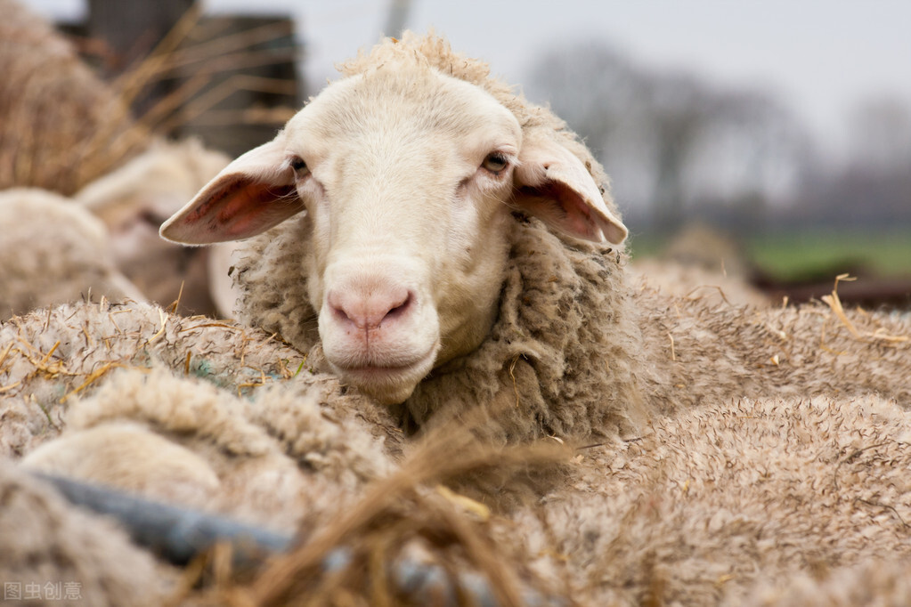 山羊和綿羊的區別 山羊和綿羊哪個更好更賺錢