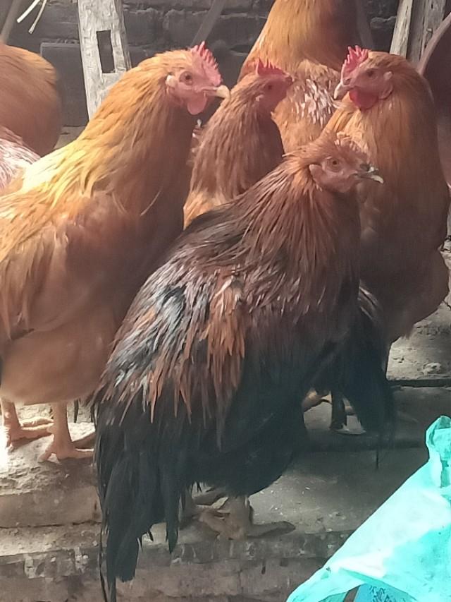 散養土雞怎麼減少成本 農村養殖土雞怎麼才能賺錢