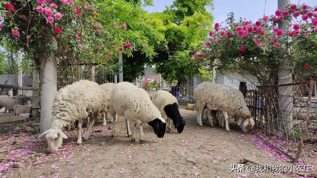 養殖養是喂青草還是精料 養羊用青飼料好還幹飼料好