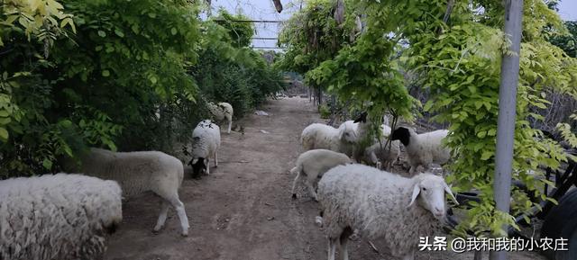 養殖養是喂青草還是精料 養羊用青飼料好還幹飼料好
