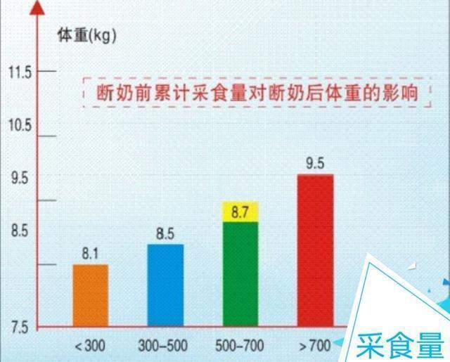 養豬什麼時間喂飼料最合適 正確的養豬喂料方法