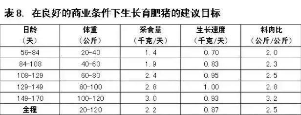 養豬什麼時間喂飼料最合適 正確的養豬喂料方法