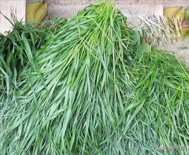 黑麥草一年四季都可以種嗎 多年生黑麥草種植時間