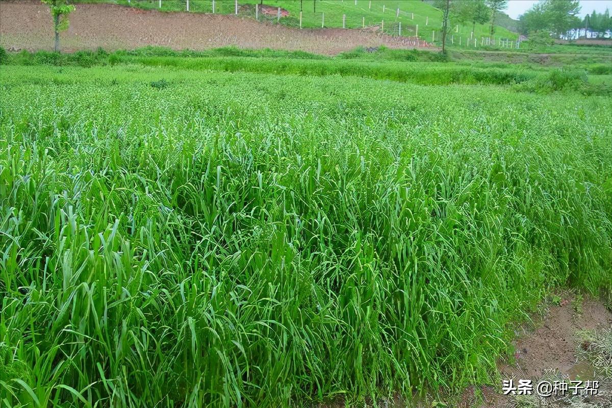 黑麥草一年四季都可以種嗎 多年生黑麥草種植時間