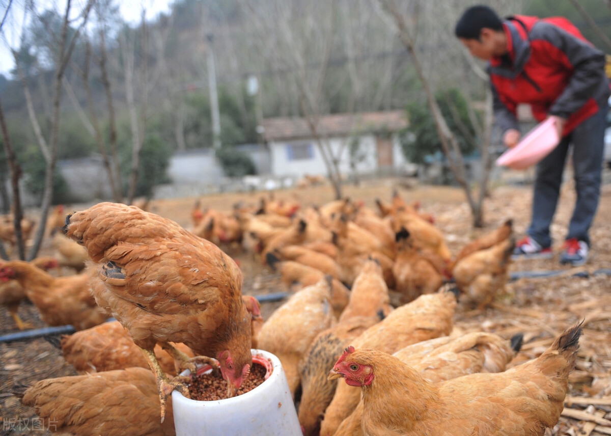 養雞必備的三種藥 農村輕松養雞要備哪些常用藥