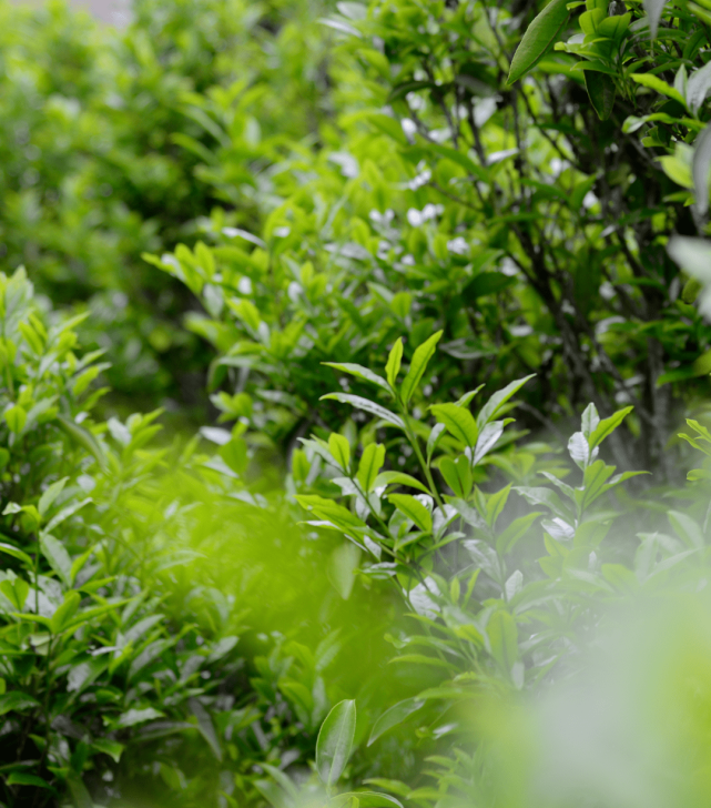 烏崠單叢是什麼茶 鳳凰單叢的發源地中心