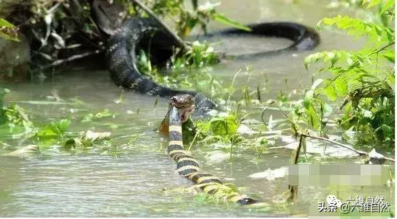 世界上最長的毒蛇是什麼蛇 全球公認體型最大的毒蛇有多長