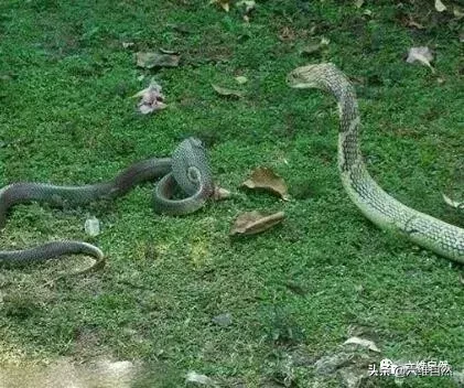 世界上最長的毒蛇是什麼蛇 全球公認體型最大的毒蛇有多長