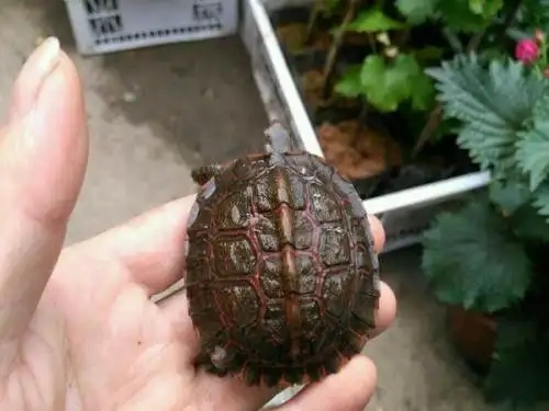 洪都拉斯木紋龜成年有多大 洪都拉斯木紋龜怎麼飼養