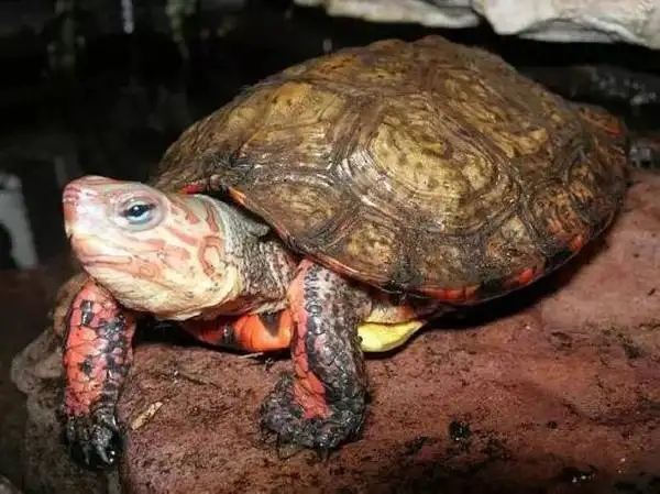 洪都拉斯木紋龜成年有多大 洪都拉斯木紋龜怎麼飼養