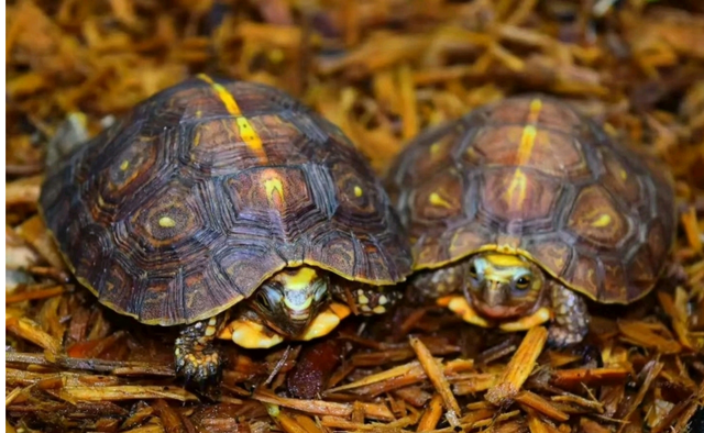 洪都拉斯木紋龜成年有多大 洪都拉斯木紋龜怎麼飼養