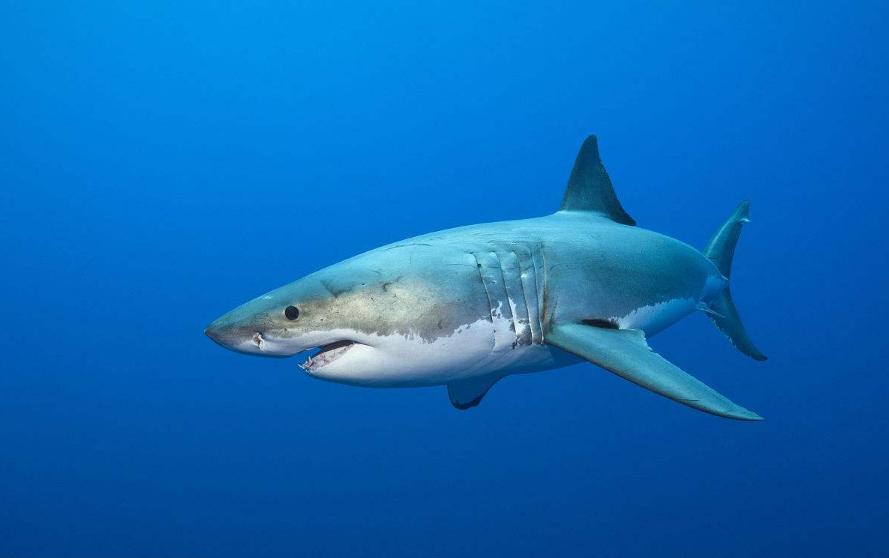 最兇猛的鯊魚怕什麼動物 鯊魚最害怕的海洋生物