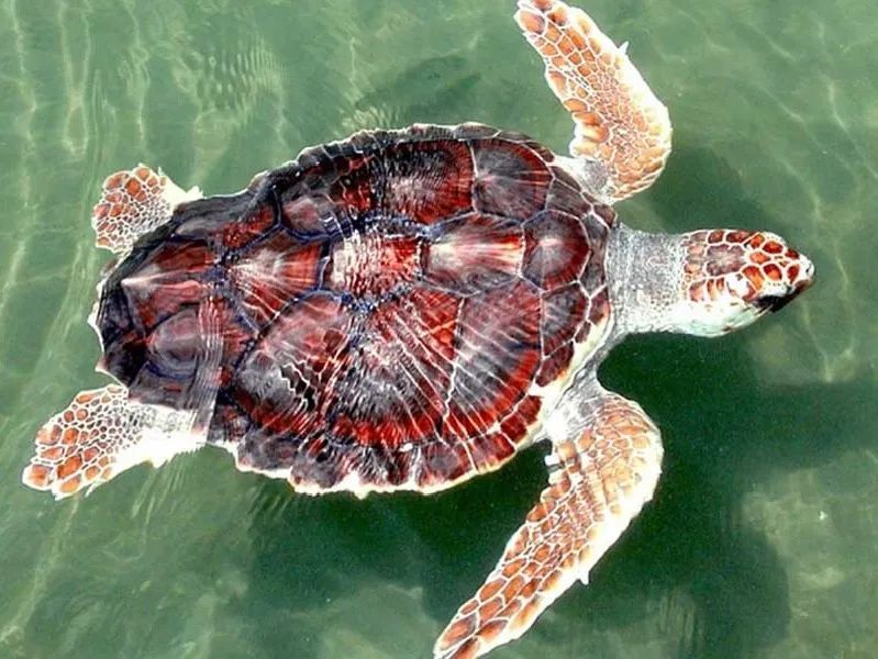 海龜是不是最長壽的海洋生物 史上壽命最長的烏龜能活多久