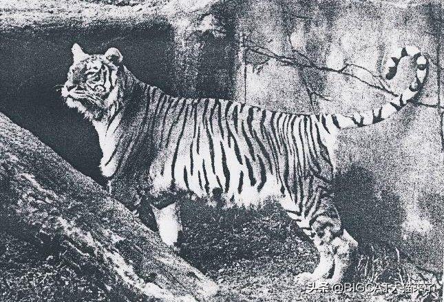 已經滅絕的四種老虎品種 世界上哪三種老虎已經滅絕瞭