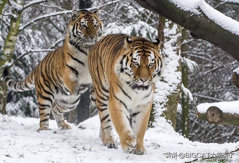 已經滅絕的四種老虎品種 世界上哪三種老虎已經滅絕瞭
