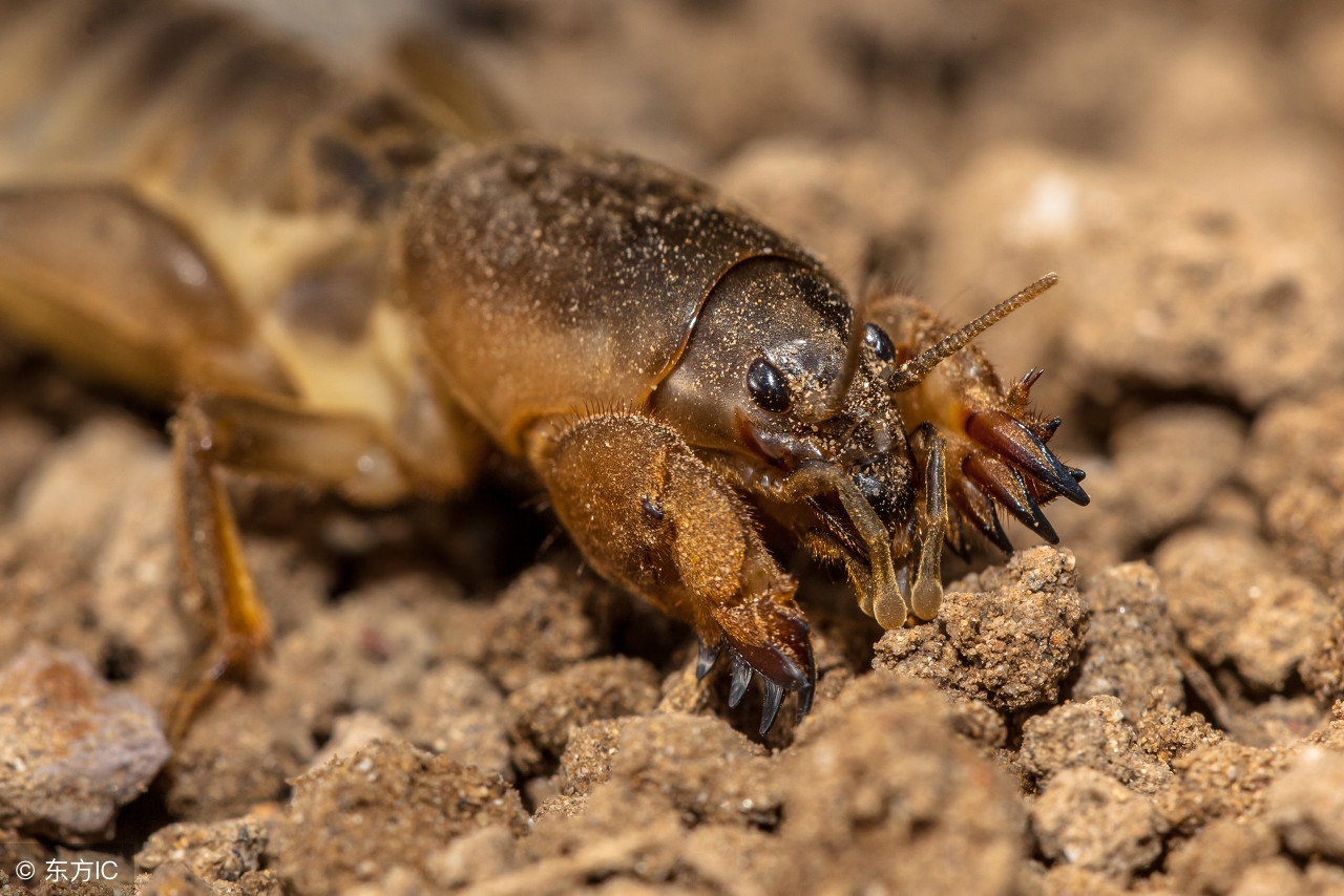 螻蛄是益蟲還是害蟲 螻蛄是典型的地下害蟲嗎