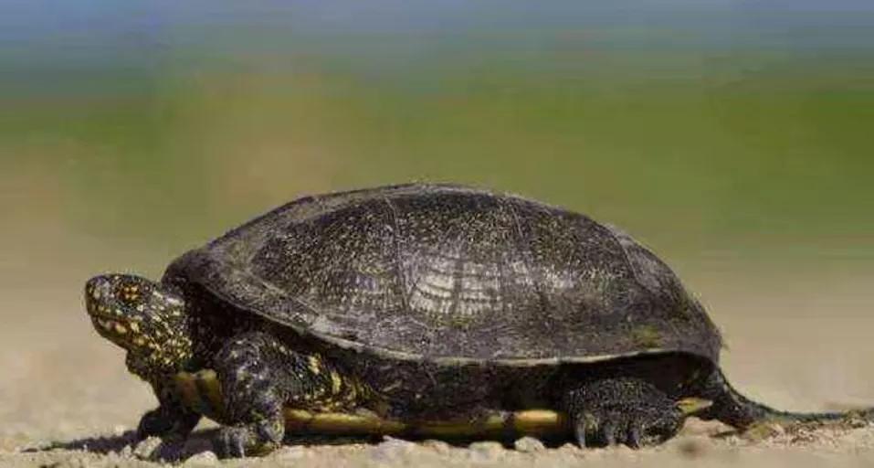壽命最長的龜1300年 世界上最長壽的龜活瞭多少年
