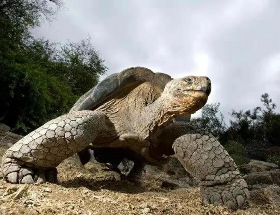 壽命最長的龜1300年 世界上最長壽的龜活瞭多少年