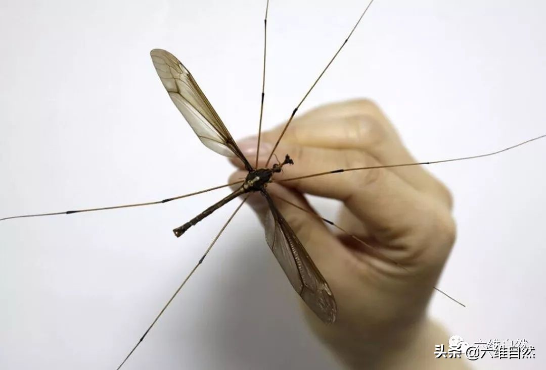 大蚊子是什麼物種 巨型蚊子是什麼品種會咬人嗎