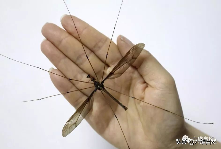 大蚊子是什麼物種 巨型蚊子是什麼品種會咬人嗎