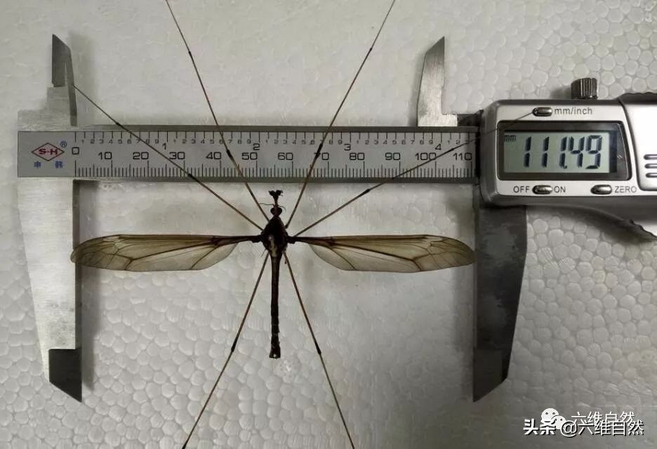 大蚊子是什麼物種 巨型蚊子是什麼品種會咬人嗎