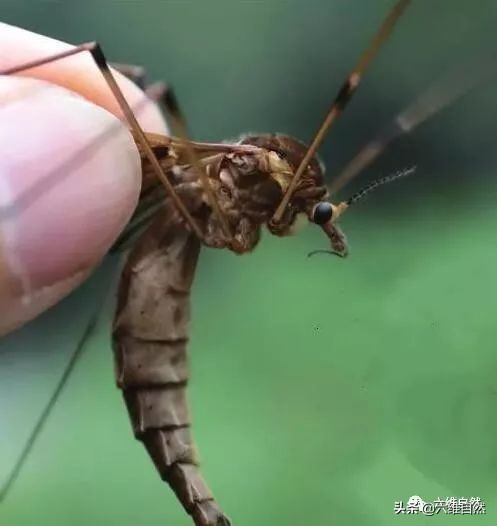 大蚊子是什麼物種 巨型蚊子是什麼品種會咬人嗎