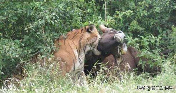 老虎捕獵為什麼咬後頸 老虎怎麼知道鎖喉是要害